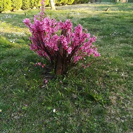 Nadashaz アパート