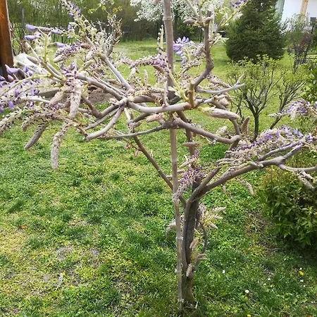 アパート Nadashaz