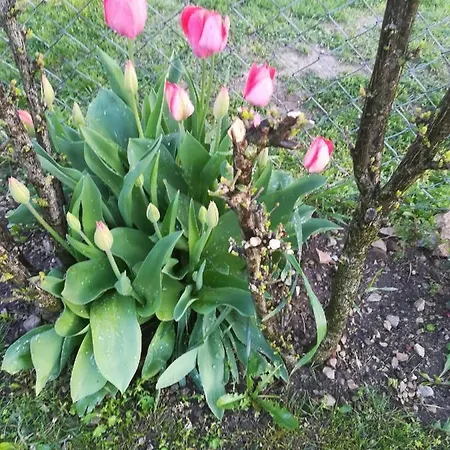 Nadashaz Gyenesdiás