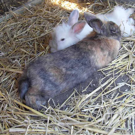 アパート Nadashaz Gyenesdiás