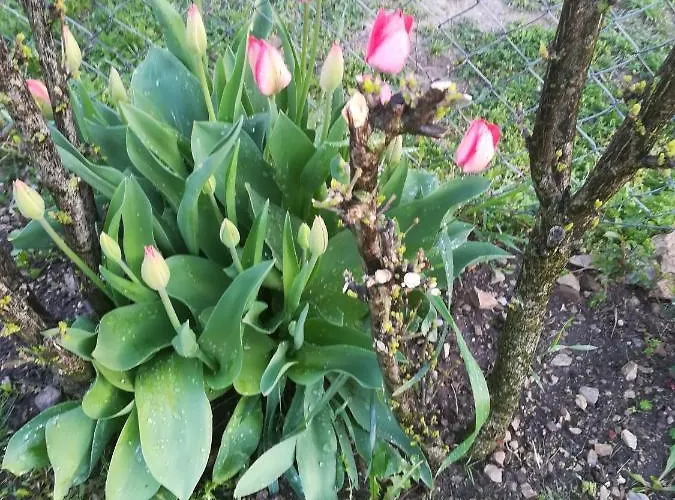 Nádasház Gyenesdiás