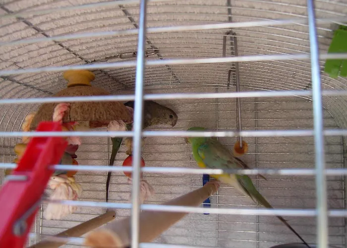 Nádasház Apartman *